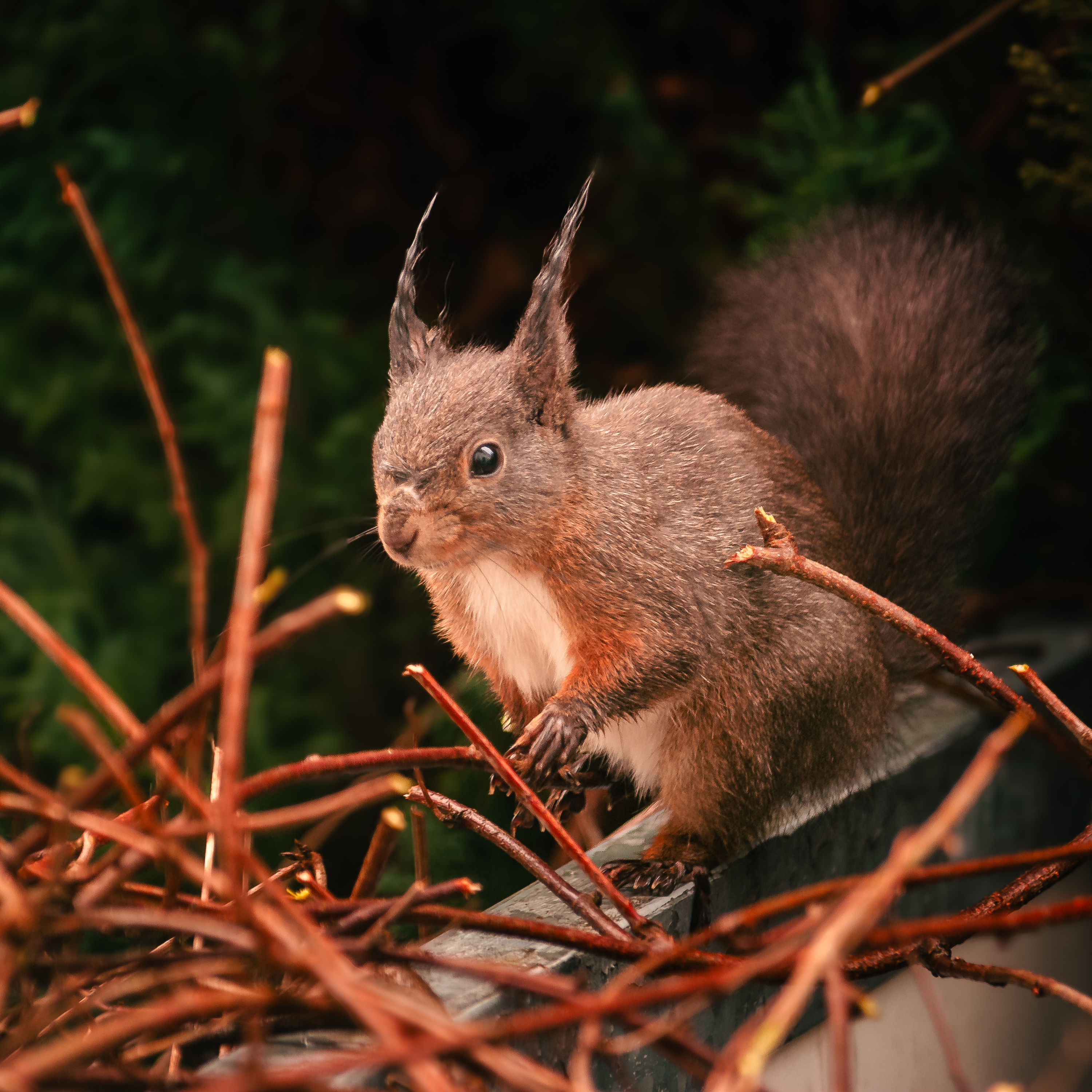 Eichhoernchen Terasse - 00101